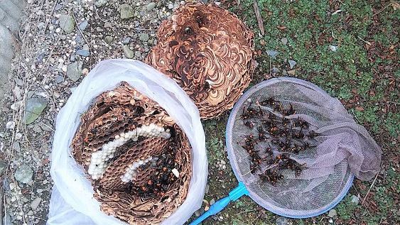 三重県鈴鹿市で庭木に営巣したコガタスズメバチの蜂の巣駆除