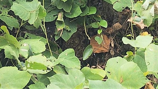 滋賀県高島市で庭木に営巣したコガタスズメバチの蜂の巣駆除