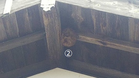 滋賀県高島市で2階屋根の軒天に営巣したキイロスズメバチの蜂の巣駆除
