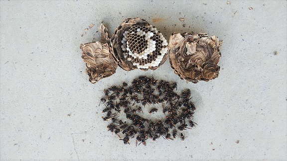 滋賀県高島市で資材置き場天井のH鋼に営巣したコガタスズメバチの蜂の巣駆除