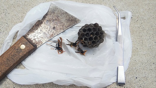 滋賀県高島市で外壁水切りに営巣したアシナガバチの蜂の巣駆除