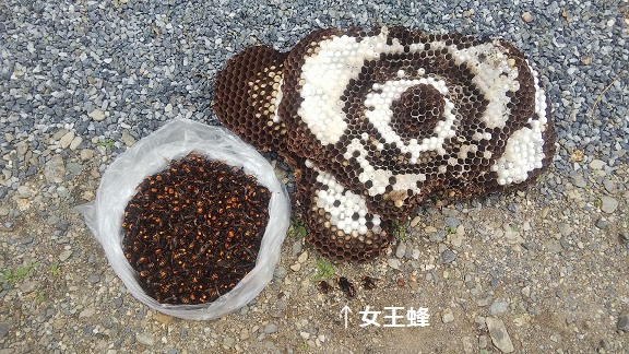 滋賀県高島市で雑木林の地中に営巣したオオスズメバチの蜂の巣駆除