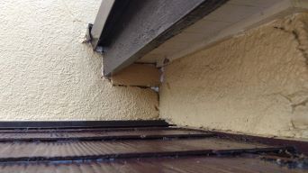 大阪府交野市で１階天井裏に営巣したキイロスズメバチの蜂の巣駆除