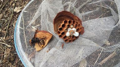 滋賀県大津市で山道脇の地中に営巣したオオスズメバチの蜂の巣駆除