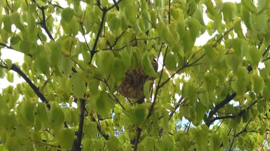 京都府宇治市で敷地内のヤマボウシに営巣したコガタスズメバチの蜂の巣駆除