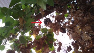 滋賀県守山市で家の周囲各所に営巣したアシナガバチの蜂の巣駆除