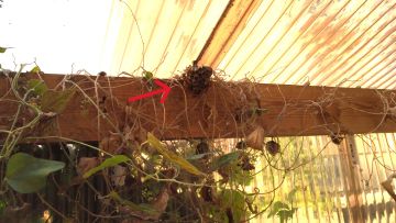滋賀県守山市で家の周囲各所に営巣したアシナガバチの蜂の巣駆除