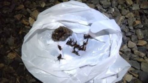 滋賀県守山市で屋外ジョイント分別ゴミ箱の間に営巣したアシナガバチの蜂の巣駆除