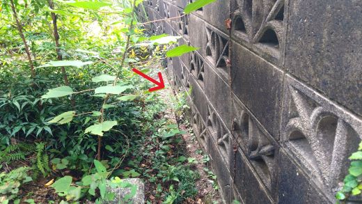滋賀県守山市でブロック塀際のコンクリート下に営巣したオオスズメバチの蜂の巣駆除