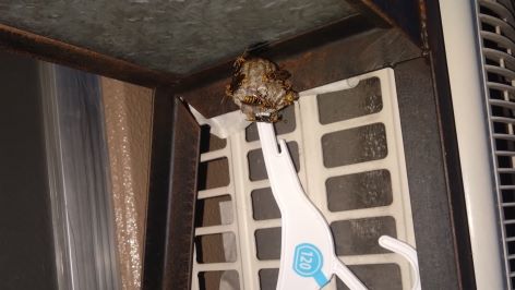 大阪府寝屋川市でアパートのベランダに営巣したアシナガバチの蜂の巣駆除