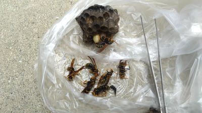 大阪府三島郡島本町でシャッター窓に営巣したアシナガバチの蜂の巣駆除