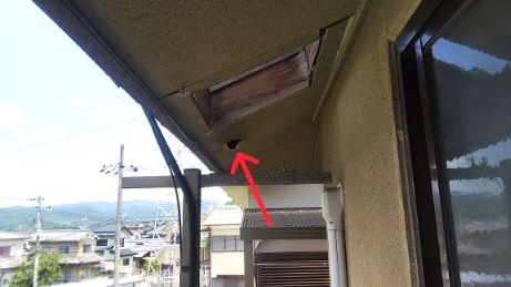 京都府京都市左京区で2階軒天の内部に営巣したキイロスズメバチの蜂の巣駆除