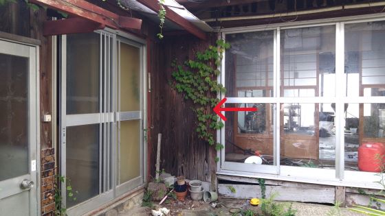 滋賀県彦根市で１階の外壁内に営巣したヒメスズメバチの蜂の巣駆除