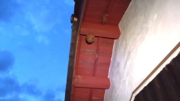 滋賀県蒲生郡日野町で２階屋根ケラバ棟木に営巣したキイロスズメバチの蜂の巣駆除