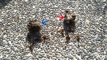 滋賀県甲賀市水口町でデッキ下に営巣したアシナガバチの蜂の巣駆除