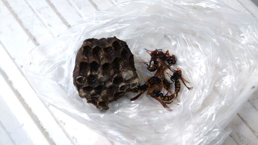 滋賀県湖南市でアパートのベランダに営巣したアシナガバチの蜂の巣駆除