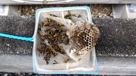 滋賀県湖南市でエアコン室外機内に営巣したアシナガバチの蜂の巣駆除