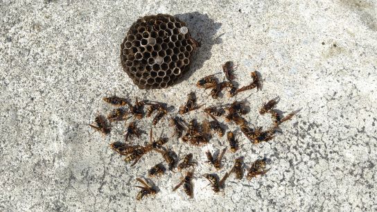 大阪府茨木市で２階外壁に営巣したアシナガバチの蜂の巣駆除