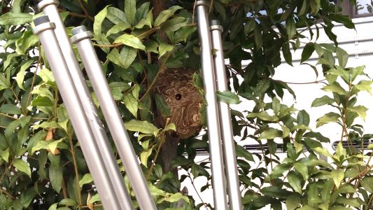 滋賀県草津市でスポーツ施設敷地内の樹木に営巣したコガタスズメバチの蜂の巣駆除