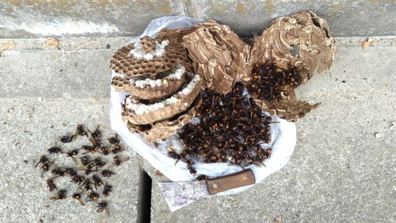 滋賀県草津市でスポーツ施設敷地内の樹木に営巣したコガタスズメバチの蜂の巣駆除