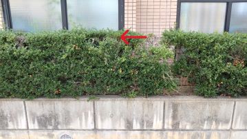滋賀県近江八幡市でマンション敷地内の植栽に営巣したアシナガバチの蜂の巣駆除