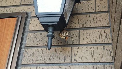 滋賀県野洲市で玄関ポーチに営巣したアシナガバチの蜂の巣駆除