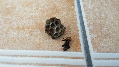 滋賀県野洲市で玄関ポーチに営巣したアシナガバチの蜂の巣駆除