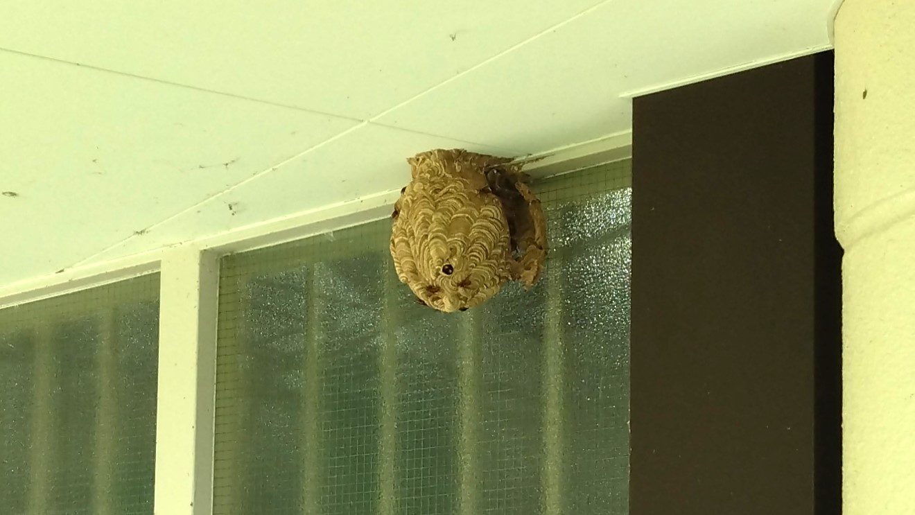 滋賀県野洲市でスポーツ会館の軒下に営巣したキイロスズメバチの蜂の巣駆除