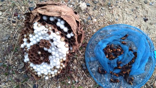滋賀県野洲市で屋外アスレチック場脇の地中に営巣したオオスズメバチの蜂の巣駆除