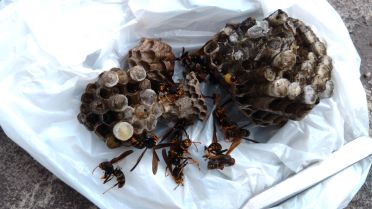 三重県鈴鹿市で室外機内と室外機カバー内に営巣したアシナガバチの蜂の巣駆除