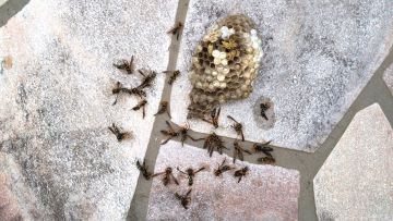 滋賀県高島市でデッキの扉内部に営巣したアシナガバチの蜂の巣駆除