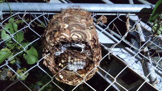 滋賀県高島市で鉄道高架下階段のフェンスに営巣したコガタスズメバチの蜂の巣駆除