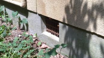 大阪府高槻市で床下に営巣したキイロスズメバチの蜂の巣駆除