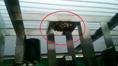 滋賀県大津市で研究施設内の装置に営巣したアシナガバチの蜂の巣駆除
