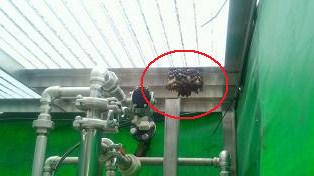 滋賀県大津市で研究施設内の装置に営巣したアシナガバチの蜂の巣駆除