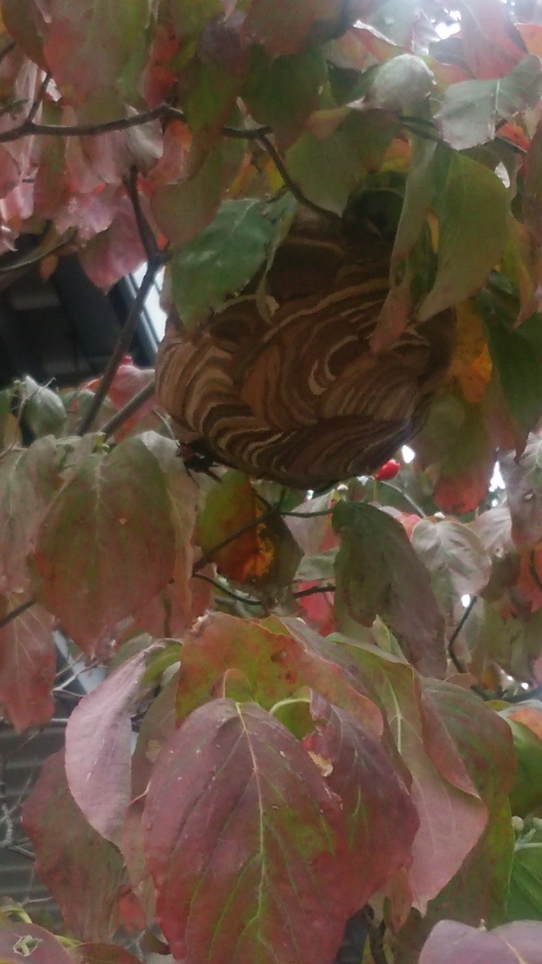 滋賀県彦根市で庭木に営巣したコガタスズメバチの蜂の巣駆除