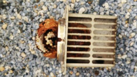 滋賀県彦根市で通気口の中に営巣したコガタスズメバチの蜂の巣駆除