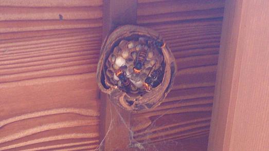 滋賀県草津市で門屋根の軒下に営巣したコガタスズメバチの蜂の巣駆除