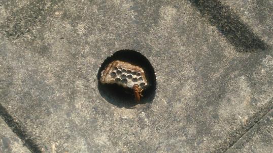 滋賀県大津市で擁壁の水抜き穴に営巣したアシナガバチの蜂の巣駆除