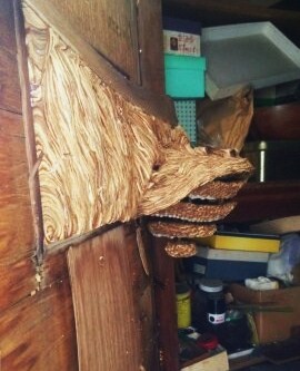 大阪府交野市で物置小屋の内部に営巣したヒメスズメバチの蜂の巣駆除
