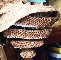大阪府交野市で物置小屋の内部に営巣したヒメスズメバチの蜂の巣駆除