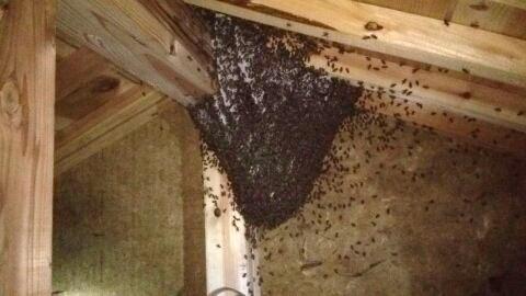 滋賀県長浜市で二階屋根裏に営巣したミツバチの蜂の巣駆除