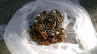 京都府京都市南区でメッシュフェンスに営巣したアシナガバチの蜂の巣駆除