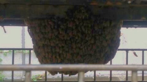 三重県伊賀市で工場内の金網コンテナ（メッシュパレット）に営巣したミツバチの蜂の巣駆除