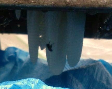 三重県伊賀市で工場内の金網コンテナ（メッシュパレット）に営巣したミツバチの蜂の巣駆除