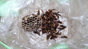京都府向日市で屋外給湯器の内部に営巣したアシナガバチの蜂の巣駆除