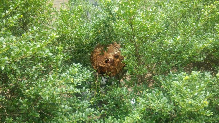 三重県四日市市で垣根に営巣したコガタスズメバチの蜂の巣駆除