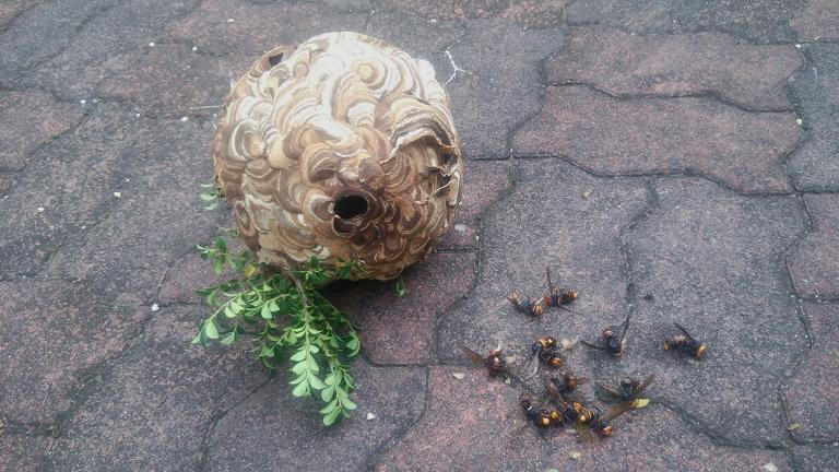 三重県四日市市で垣根に営巣したコガタスズメバチの蜂の巣駆除