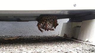 滋賀県大津市で室外機の下に営巣したアシナガバチの蜂の巣駆除