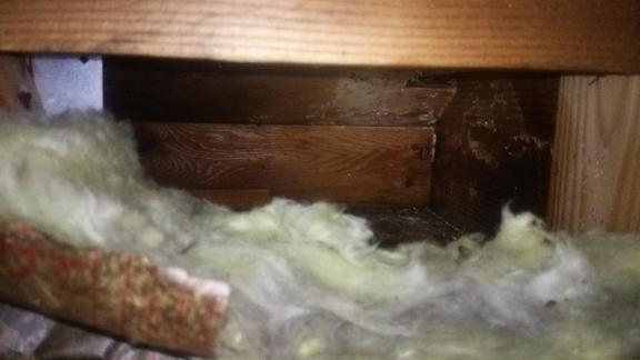 滋賀県大津市で二階屋根裏に営巣したモンスズメバチの蜂の巣駆除